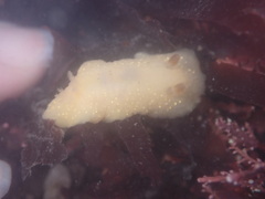 Cadlina modesta