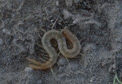 Scolopendra
