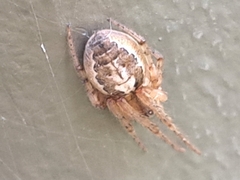 Zygiella x-notata