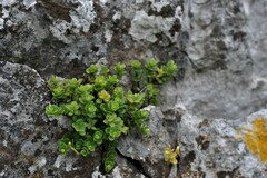 Peperomia berlandieri