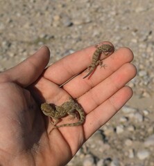 Bunopus tuberculatus