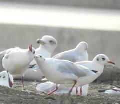 Chroicocephalus ridibundus