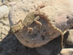 Bunopus tuberculatus