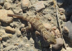 Bunopus tuberculatus