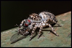 Tusitala
