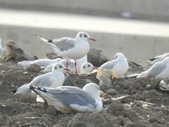 Chroicocephalus ridibundus