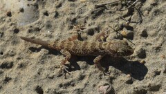 Bunopus tuberculatus