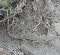 Bunopus tuberculatus