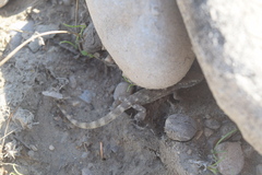 Tropiocolotes hormozganensis