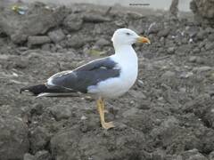 Larus fuscus
