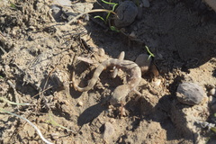 Tropiocolotes hormozganensis