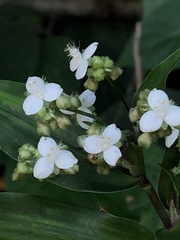 Tradescantieae