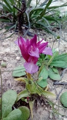 Anacamptis papilionacea aegaea