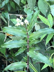 Tradescantieae