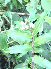 Tradescantieae