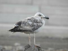 Larus