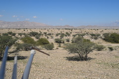 Androctonus crassicauda