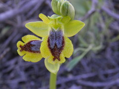 Ophrys sicula
