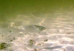 Dicentrarchus punctatus