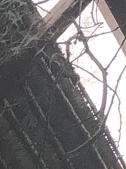 Tyrannidae