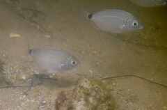 Diplodus bellottii