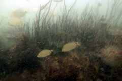 Diplodus