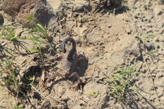 Androctonus crassicauda