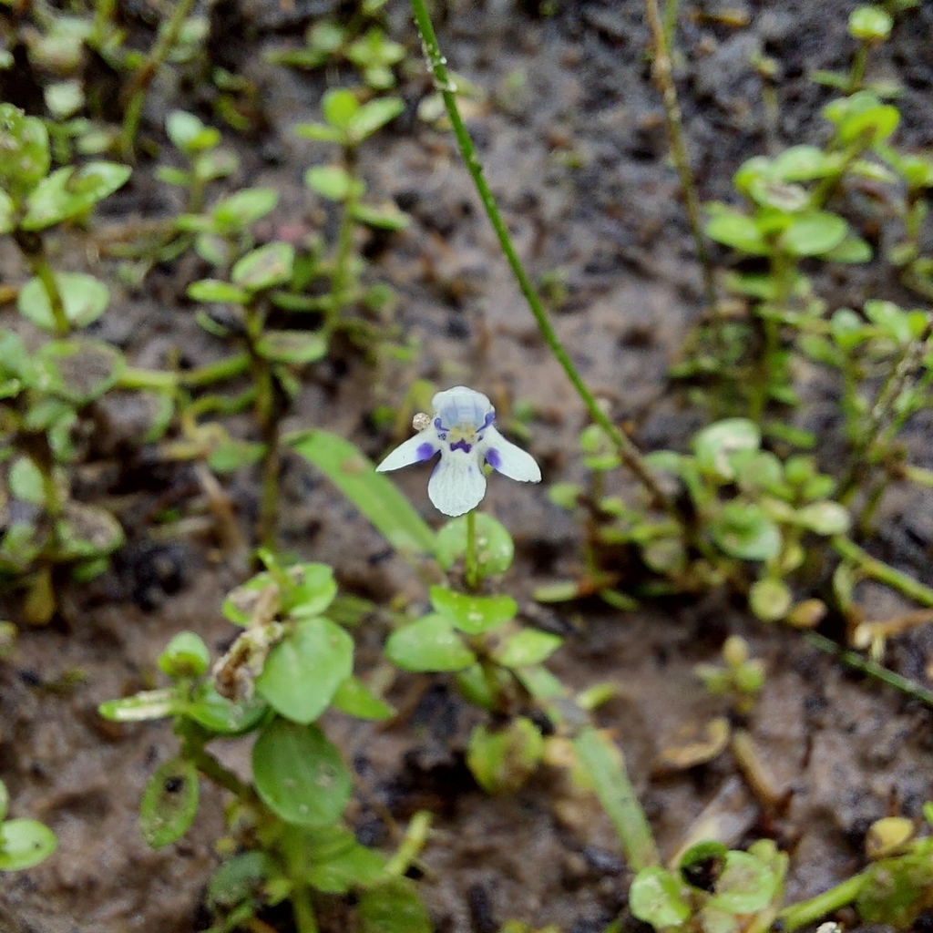 Roundleaf Lindernia from Barreirinhas on January 20, 2023 at 11:04 AM ...