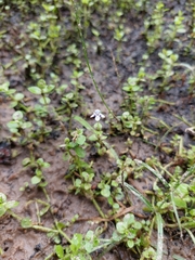 Lindernia rotundifolia