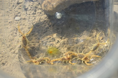 Mesobuthus mirshamsii