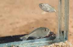 Trachinotus ovatus
