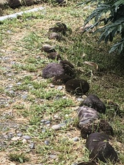 Ammodramus aurifrons