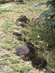 Ammodramus aurifrons