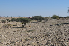 Mesobuthus mirshamsii