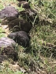 Ammodramus aurifrons