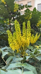 Berberis × hortensis