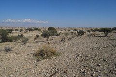 Mesobuthus mirshamsii