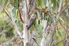 Climacteris erythrops