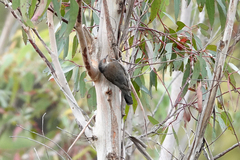 Climacteris erythrops