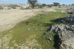 Mesobuthus mirshamsii