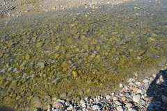 Mesobuthus mirshamsii