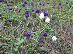 Muscari