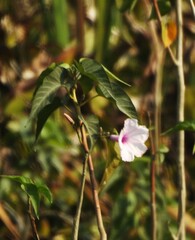 Ipomoea carnea