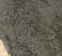 Bunopus tuberculatus