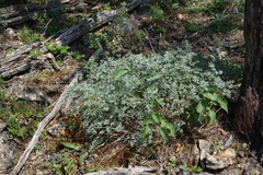 Phlojodicarpus sibiricus