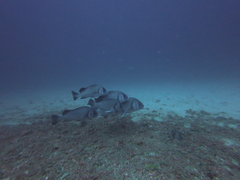 Plectorhinchus gibbosus