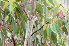 Climacteris erythrops