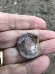 Isognomon bicolor