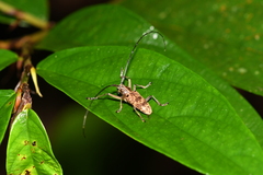 Epepeotes luscus
