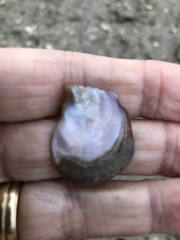 Isognomon bicolor